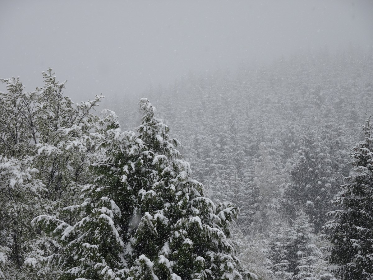 verschneiter Wald