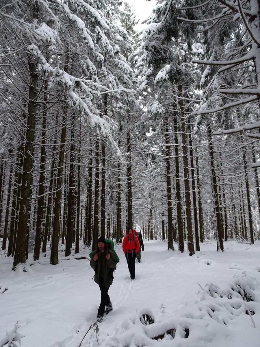 Winterwald