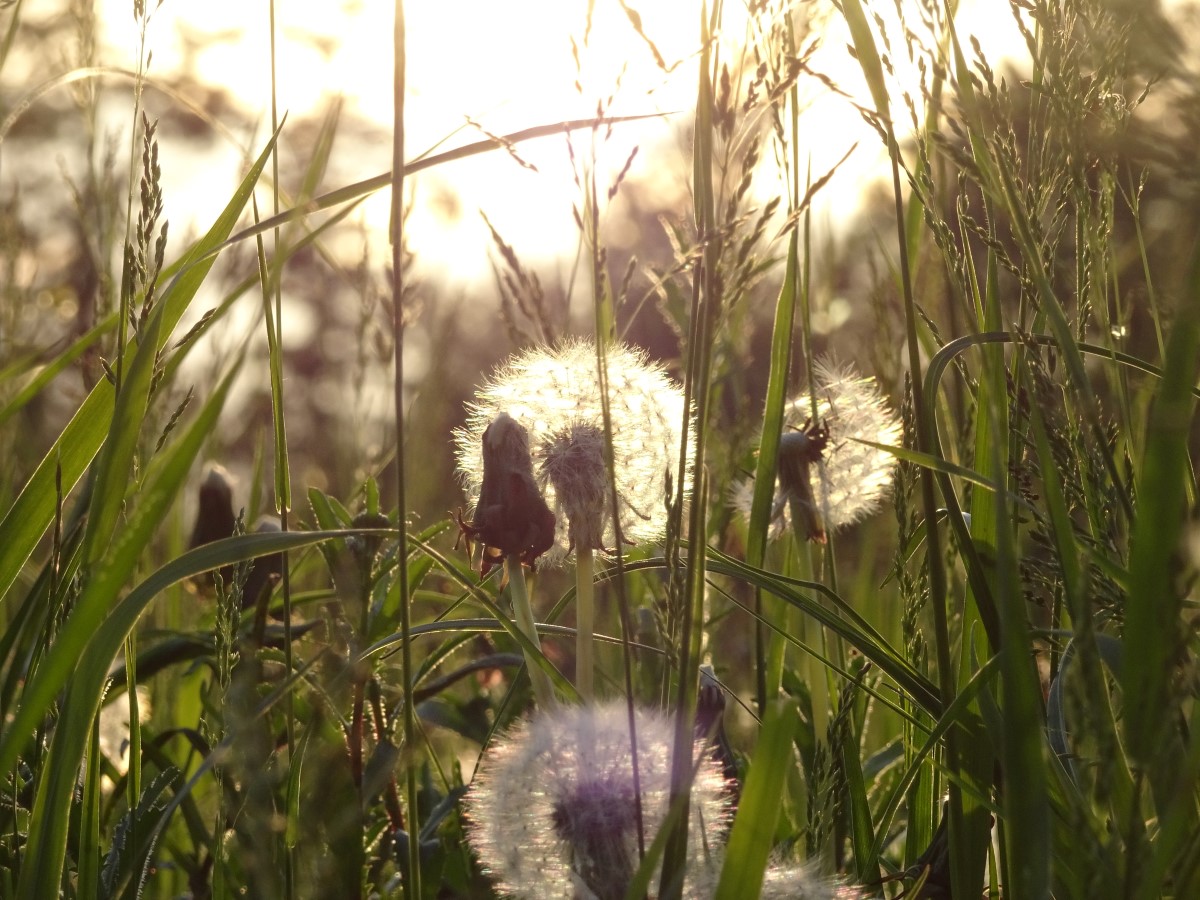 Pusteblume